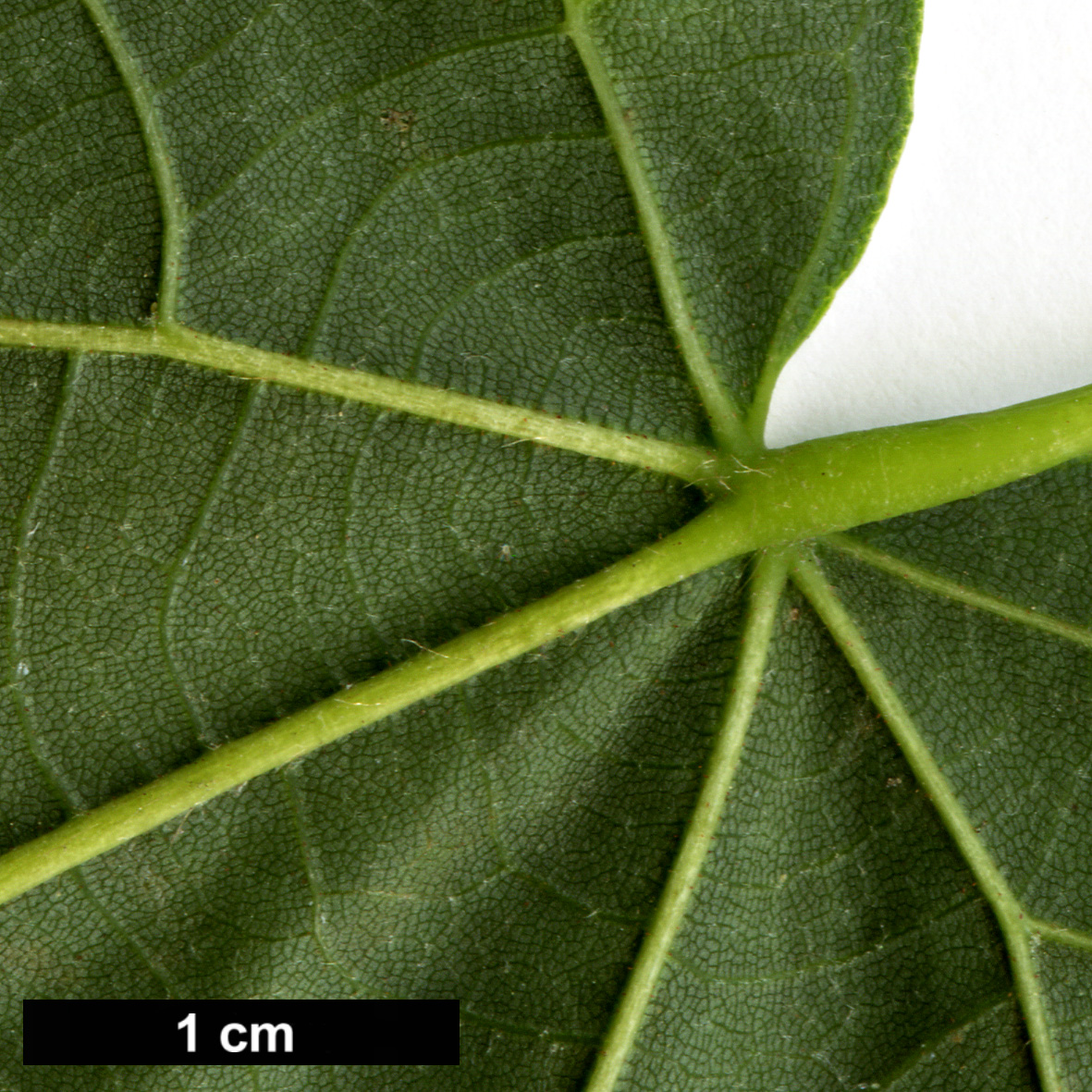 High resolution image: Family: Malvaceae - Genus: Tilia - Taxon: platyphyllos × T.tomentosa